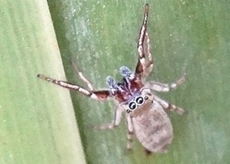 Heliophanus tribulosus       .  