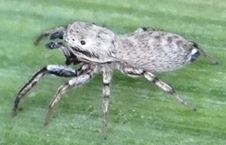 Heliophanus tribulosus       .  