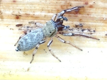 Heliophanus tribulosus       .  