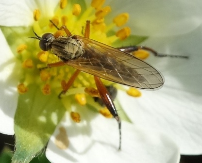 Empis eumera       .  