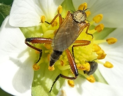 Empis eumera       .  