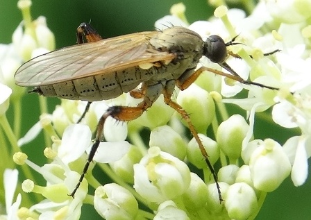 Empis eumera       .  