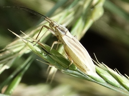   (Tragonotylus ruficornis)       .  