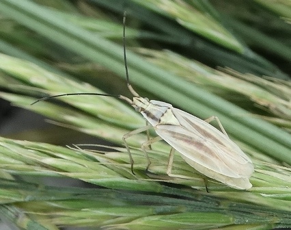   (Tragonotylus ruficornis)       .  