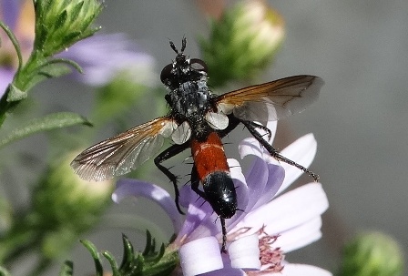  ,   (Cylindromyia brassicaia)       .  