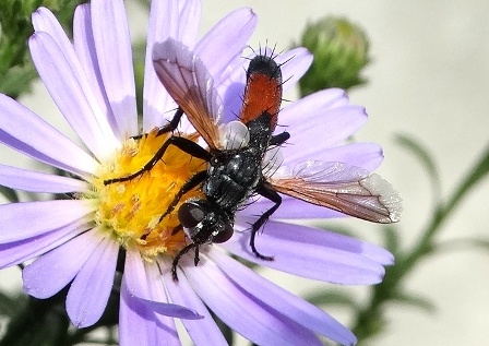  ,   (Cylindromyia brassicaia)       .  