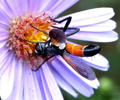  ,   (Cylindromyia brassicaia)       .  