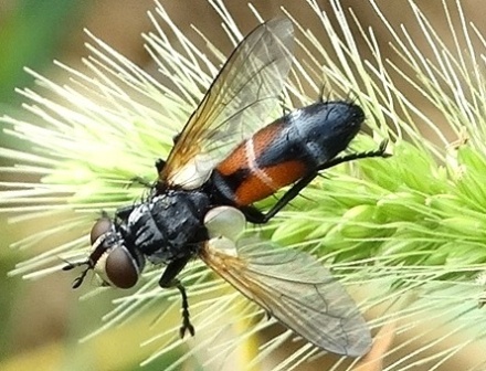 Cylindromyia pilipes       .  