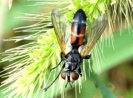 Cylindromyia pilipes       .  