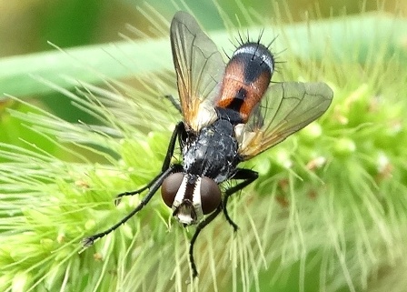 Cylindromyia pilipes       .  