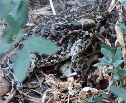   (Pseudepidalea viridis)      .  