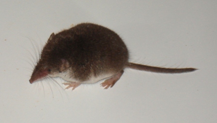   (Sorex araneus),        .  