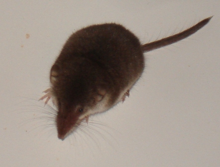   (Sorex araneus),        .  
