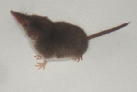   (Sorex araneus),        .  