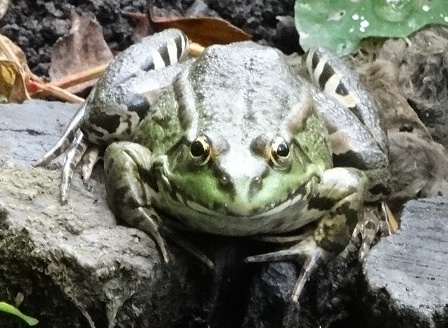   (Rana lessonae),   (Rana ridibunda)      .  