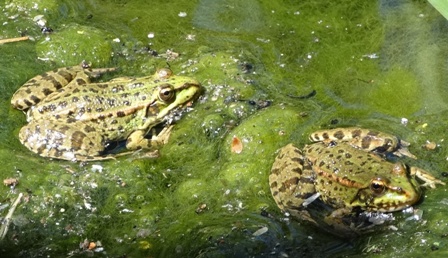   (Rana lessonae),   (Rana ridibunda)      .  