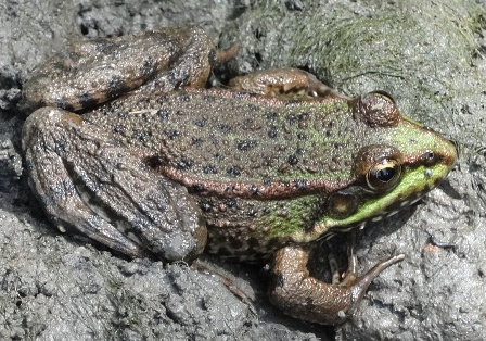   (Rana lessonae),   (Rana ridibunda)      .  