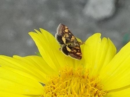   (Pyraustra aurata)       .  