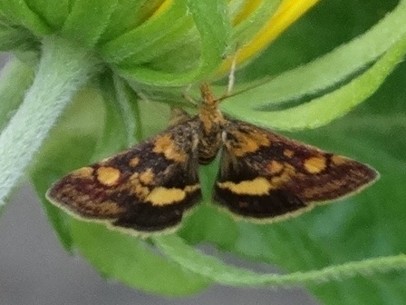   (Pyraustra aurata)       .  