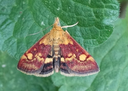   (Pyraustra aurata)       .  