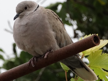   (Streptopelia decaocto)      .  