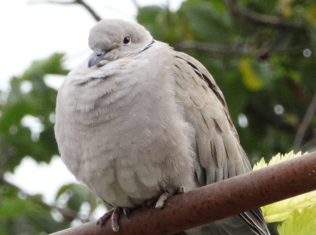   (Streptopelia decaocto)      .  