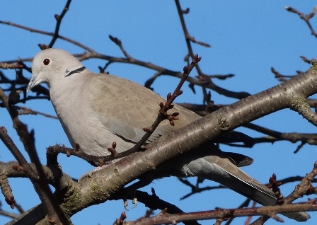   (Streptopelia decaocto)      .  