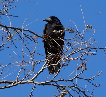  (Corvus frugilegus)      .  