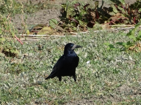  (Corvus frugilegus)      .  