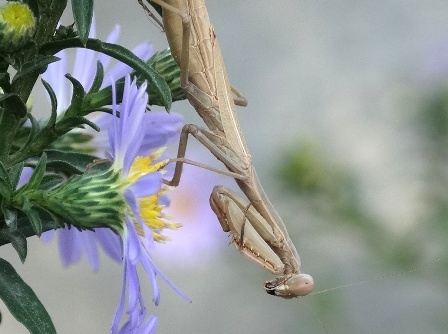   (Mantis religiosa),         .  