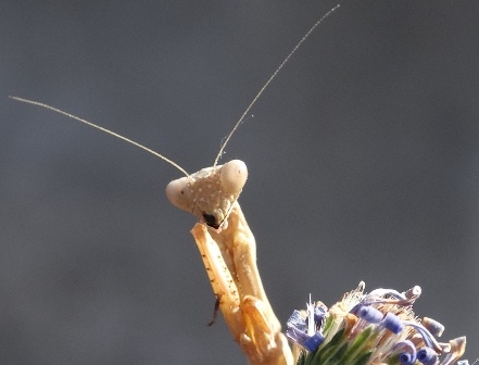   (Mantis religiosa),         .  