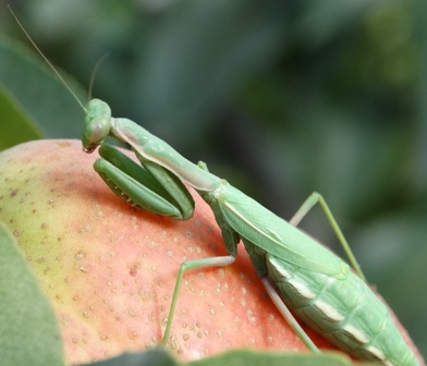   (Mantis religiosa),         .  