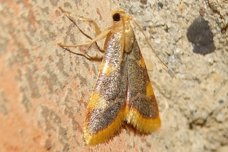   (Hypsopygia costalis)       .  