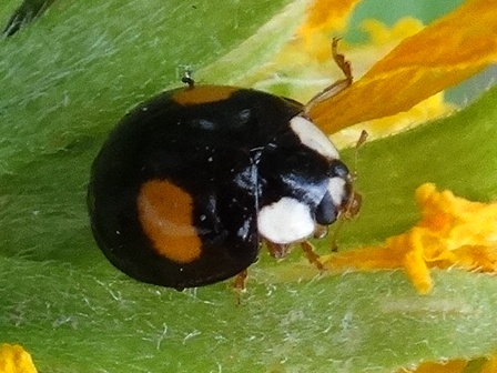   (Exochomus guadripustulatus)       .  