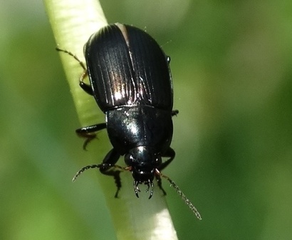    (Zabrus tenebrioides)       .  