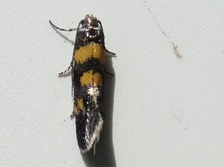 Chrysoesthia sexguttella       .  