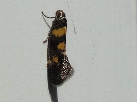 Chrysoesthia sexguttella       .  