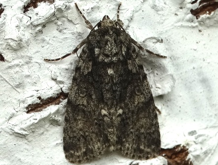   (Acronicta rumicis)       .  