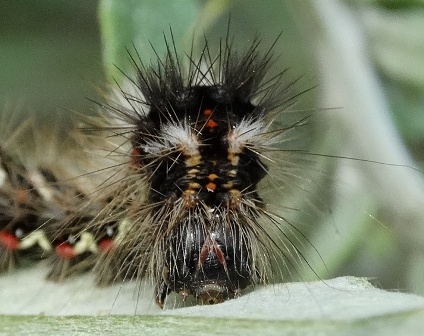   (Acronicta rumicis)       .  