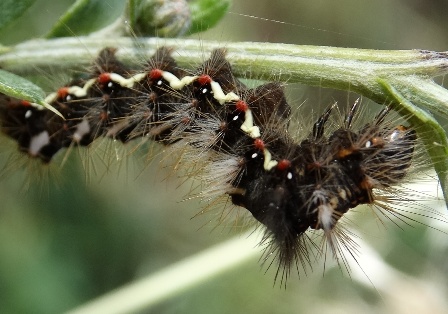   (Acronicta rumicis)       .  