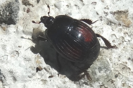   (Margarinotus purpurascens)       .  