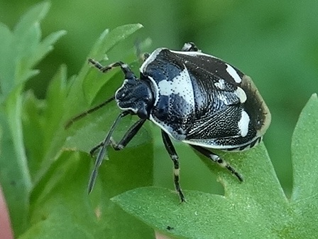   (Eurydema oleracea)       .  