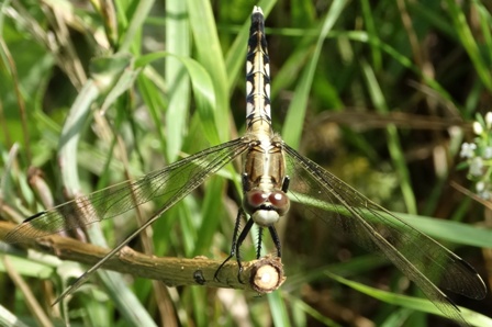   (Orthetrum albistylum),  ,          .  