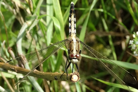   (Orthetrum albistylum),  ,          .  