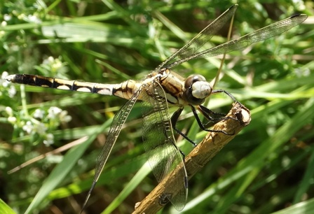   (Orthetrum albistylum),  ,          .  