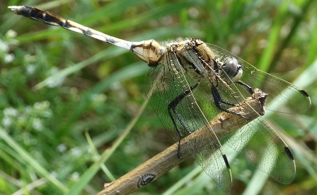   (Orthetrum albistylum),  ,          .  