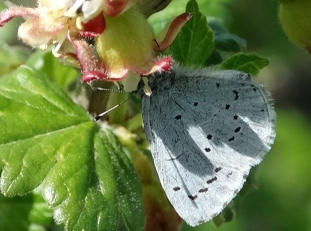   (Celastrina argiolus),          .  