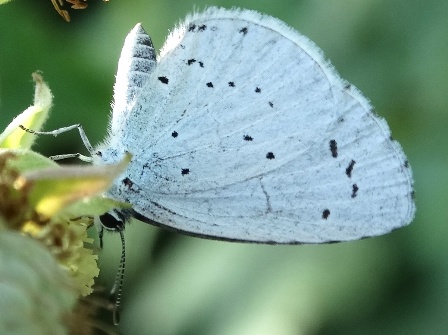   (Celastrina argiolus),          .  