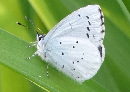   (Celastrina argiolus),          .  