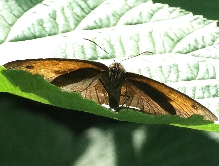   (Coenonympha pamphilus),  ,           .  